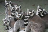 Lemuren Tierfamilie Bild Katta Graufell Halbaffen gelbe Großaugen schwarz-weiss Köpfe Mäule