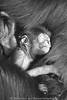 Affenbaby Pavianbaby Tierkind kuscheln in Haaren Affenmutter