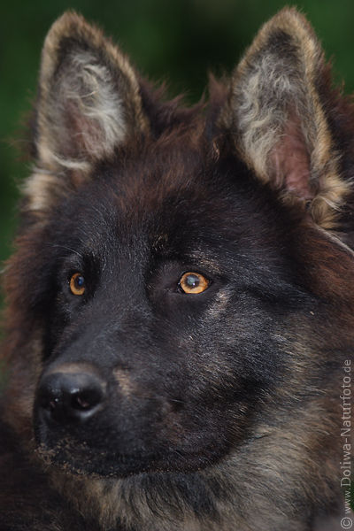 Hund Schnauze sss dunkles Fell schwarzbraun Kopf Ohren Augen Tierportrait