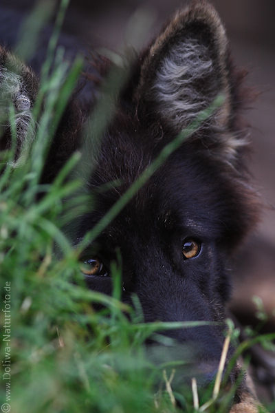 Hund Augen bser Blick versteckt auf Lauer dunkler Schwarzkopf hinter Gras