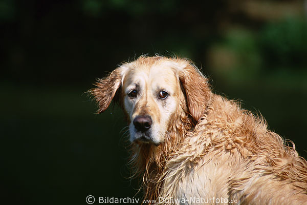 Golden Retriever schielender Hund