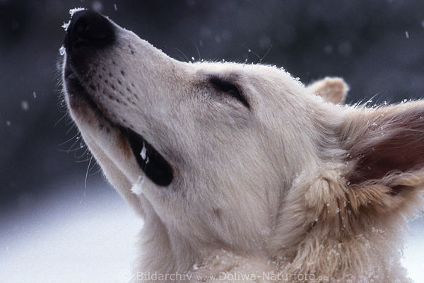 Schferhund Schnauze Nase wittert seinen ersten Schnee