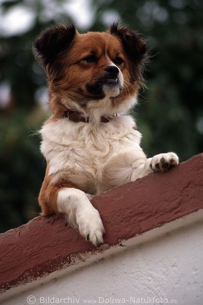 Kleiner Wachhund niedliche Pfoten gesttzt auf Mauer schauend beobachten