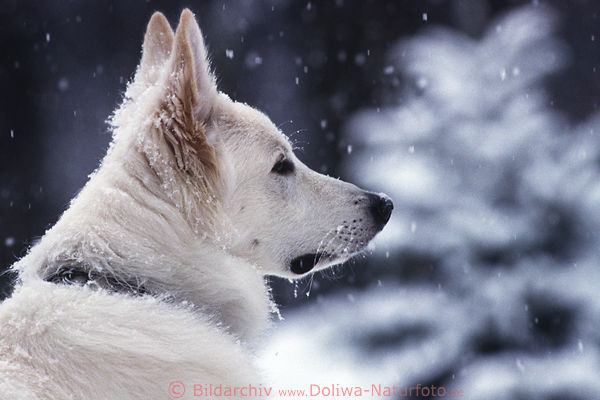 Schferhund im Schneefall weiss Polarwolf-Nachkomme Schnauze in Schneeflocken