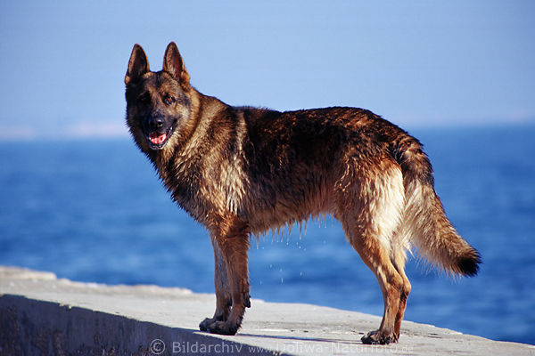Schferhund Tier Ganzkrper auf Mauer nass vor Meer