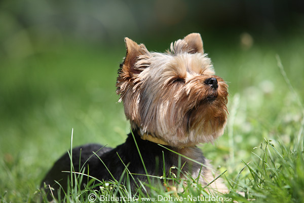 Hund Schnauze sonnen im Gras liegender Yorkshire Terrier