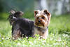 1204553_Zwerghund Yorkshire Terrier Bild Braunkopf grauer Rcken Schwanz Tierportrt im Gras Grnwiese