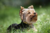 1204559_Hund Schnauze sonnen im Gras liegen Yorkshire Terrier Bild ssser Heimtier Portrt auf Grnwiese