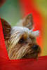 807376_Terrier ssse Schnauze Grobild in Rotzelt Auge Nase Ohren Zwerghund Tierportrt gucken aus Versteck