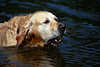Golden Retriever schwimmende Fotografie braun Hund Maul Zähne Tierbild im Wasser