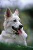 Weißer Schäferhund Bild im Gras süsser Lunes Haushund Tierporträt