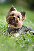 Yorkshire Terrier Bilder kleiner Rassehund Fotografien süsser Zwerghund niedliche Tierporträts auf Grünwiese