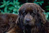 307528_ Dicker Neufundländer Hund wie Bär, Newfoundlander dog