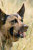 Schäferhund Maul-Zähne Zunge Tierbild in Natur Sommergras
