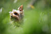 807391_Hundkopf Schnauze im Grüngras Versteck Foto Yorkshire Terrier Zwerghund Tierporträt