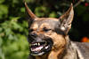 Lachender Schaeferhund zeigt Zähne Bild Tierverhalten Maul ganz Nah
