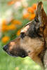 Schäferhund Kopfprofil Tierporträt seitlich helles Bild Maul Schnauze vor Blumen