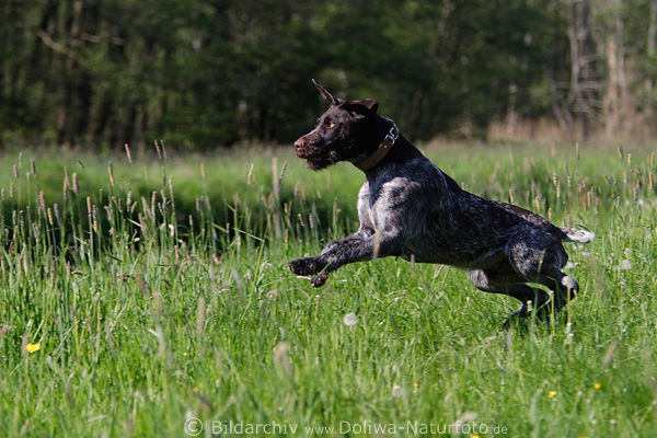 Jagdhund Frhlingsbild auf Hinterpfoten in Grnwiese Grser rennen Deutschdrahthaar Jagdinstinkt