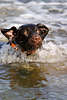 701718_ Drahthaar Bilder schwimmen in Wasser Schnauze Klappohren lustiges Portrt Jagdhund