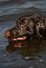 Drahthaar Braunkopf Bild in Wasser seitliches Portrt schwimmend Jagdhund Schnauze Motiv