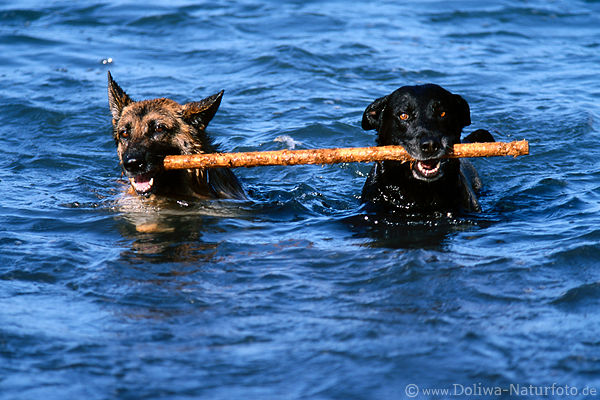Zwei Hunde am Stock schwimmen in Wasser zusammen apportieren