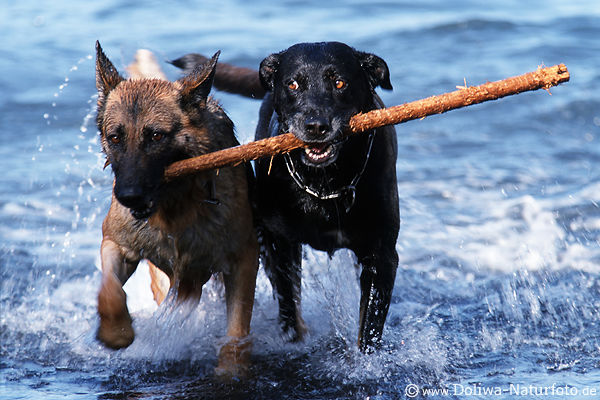 Hunde-Paar am Stock in Wasser laufen