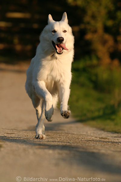 Weisser Schferhund frontal Galopplauf Foto, Freude am Laufen, frhlich ausgestreckte Zunge