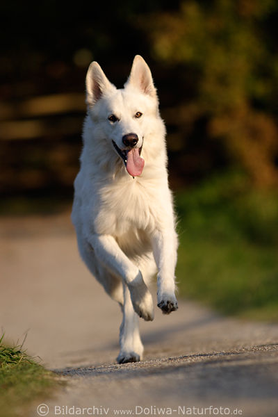 Weisser Schferhund Galopp Lauf Foto auf 1. Bein stehen, laufen, Gehweg frhlich rasend