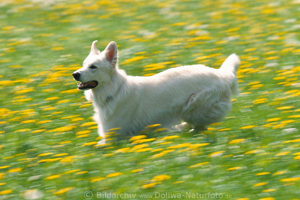 Weier Schferhund rennen in Blumen Bewegung Wiese blhende Gelbblumen