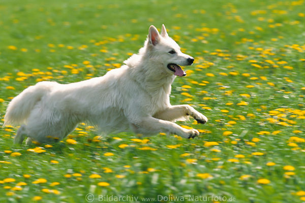 Weier Schferhund Laufsprung in Grnwiese rennen durch Frhlingsblumen