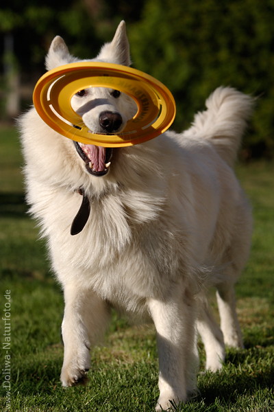 Hund Apportierspiele Foto Lauf mit Frisbee in Zhnen am Kopf Freude am Laufen