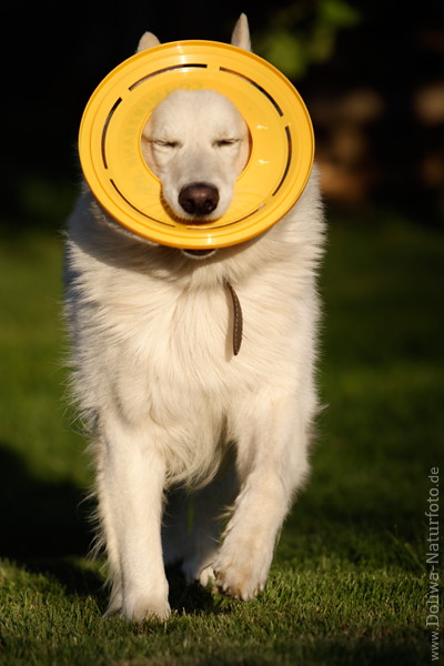 Weisser Schferhund Foto mit Frisbee Scheibe am Kopf im Laufbild, Weisshund Lauffoto