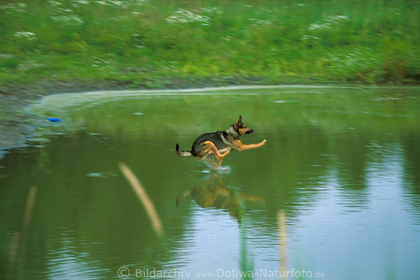 Schferhund luft ber Wasser Seeflche, Teich Sprung Flug Lauf Bewegung Tierfoto