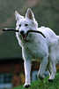 0414_Hundfoto Weiß Schäferhund Rüde Haustier Bild im Lauf mit Stock apportieren