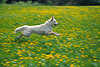 3508_Hund im Sprung über die blühende Wiese