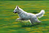 3512_Weisser Hund Lauffoto auf Gelbwiese Bewegung Aktionbild gelb-grün Frühlingswiese