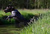 701712_ Jagdhund dynamik Sprung ins Wasser vom Flusshochufer, Hund Deutsch Drahthaar Aktionfoto