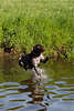 701734_ Drahthaar Rüde Jagdhund Sprung Flugbild Wasserlandung Vorstehhund Jungtier Aktion-Fotografie