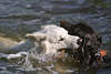 Hundekampf Kräftemessen in Wasser Foto Schäferhund gen Drahthaar am Stock