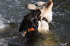 Hunderingen um Stock in Wasser Bilder Drahthaar Duell gegen Schäferhund