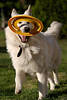 701807_Hund Apportierspiele Foto Lauf mit Frisbee in Zähnen am Kopf Freude am Laufen