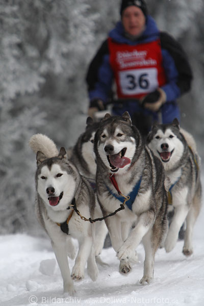 Schlittenhunde Husky Vierer-Gespann im Hundeschlittenrennen Winterfoto dynamisches Hunderennen auf Schnee