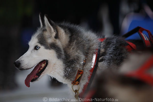 Husky hbscher Schlittenhund im Rennanzug seitliches Kopfportrt Foto nach Hunderennen