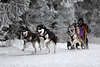 101472_Schlittenhunde Husky Vierer Kopf an Kopf Hunderennen Foto im Schnee am weissen Waldrand