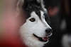 101537_Husky rassiger Schlittenhund Kopffoto hübsche Schnauze Tierporträt nach Hundeschlittenrennen