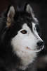 101542_Siberian Husky schwarz-weiss niedliche Schnauze im vollen Fell mit dickes Langhaar, Rassehund Maul hübsche Fresse Augenblick Tierporträt