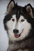 101547_Alaskan Malamute Tierliebling rassiger Schlittenhund im braun-schwarz Fell & weissen niedlichen Schnauze mit Brauaugen