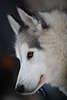 101553_Husky Tierschönling Schnauzeporträt Schlittenhund Auge im hellgrauen Fell, hübsches Rassehund weisses Maul Tierfoto