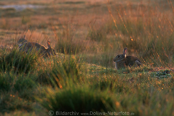 Wildkaninchen Wildlife Tierfoto in Moorgrser Morgenlicht bei Sonnenaufgang