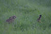 Feldhasen Paar Photo Wildlife Begegnung Tiertreffen in Natur Lepus europaeus Portrait in Gras